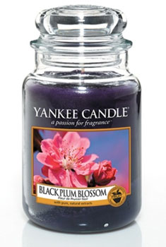 شمع بزرگ شکوفه آلوی سیاه